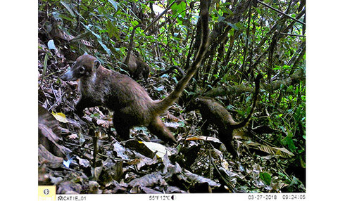 Fauna en el Complejo Volcánico Acatenango-Fuego, en Guatemala/CATIE