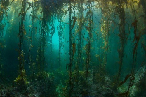 Bosque de algas. Foto: Enric Sala/National Geographic.