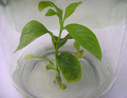 Plántula de borojó cultivada in vitro en el laboratorio.