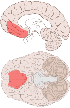 Área prefrontal ventromedial del cerebro (Wikipedia).