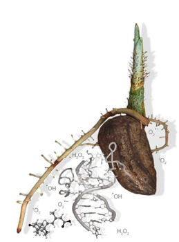 Montaje que representa el proyecto del Ciale, en el que aparece una semilla y distintos componentes que influyen en su desarrollo. Imagen: Óscar Lorenzo.