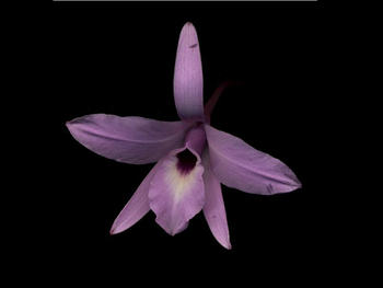 'Laelia rubescens' es una de las orquídeas del Parque Nacional Barra Honda. (foto:Tomada de www.epidendra.org).