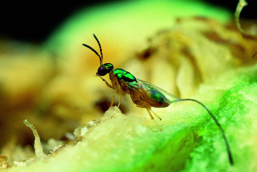La mayoría de los insectos almacenan un potente brebaje en su bolsa de veneno. FOTO: STRI.