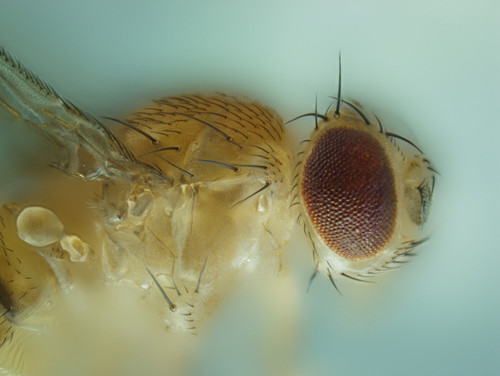Mosca Drosophila. FOTO: AGENCIA CYTA.