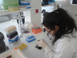 Una investigadora del laboratorio MitoXT (Mitochondrial Toxicology and Experimental Therapeutics Laboratory) del Centro para la Neurociencia y la BiologÃ­a Celular de la Universidad de Coimbra (Portugal). FOTO: Teresa Serafim