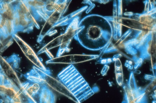 Diatomeas marinas. Imagen: Gordon T. Taylor.