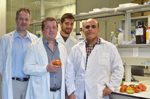Investigadores que tratan de revalorizar las variedades tradicionales de tomate. Foto: UPV.