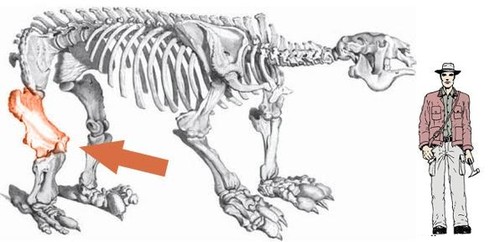 Comparativa entre Megatherium americanum y el tamaño de un hombre.