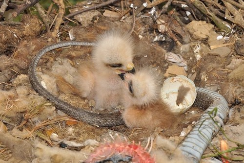 Dos pollos de milano disputan en el nido. Ante ellos la presa, una serpiente. FOTO: Fabrizio Sergio.