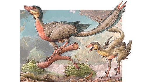 Reconstrucción artística de un individuo adulto y un juvenil del Overoraptor chimentoi. Ilustración: Gabriel Lio