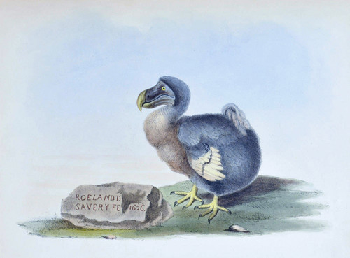 Dodo, animal que se extinguió en el siglo XVII.