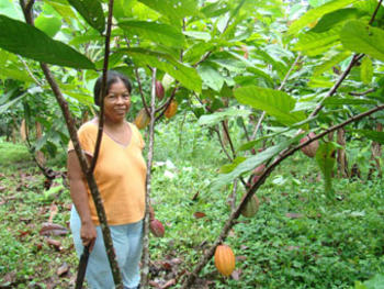 Nuevas variedades de cacao para Centroamérica (FOTO: Catie).