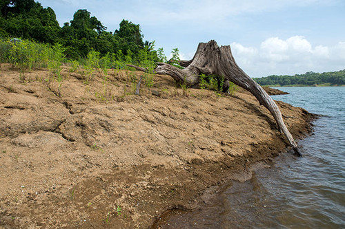 Sequía en Panamá Central. FOTO: STRI.