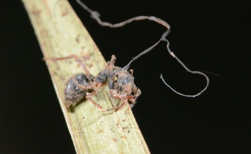 Los hongos atacan a las hormigas, abejas y avispas/UCR