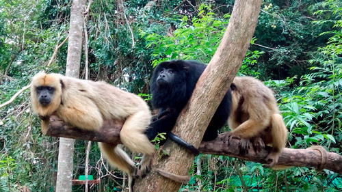 Monos rescatados del tráfico ilegal. Foto: gentileza investigadora.