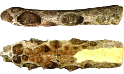 La nueva especie de gliptodonte poseía unas protuberancias córneas en su cola.