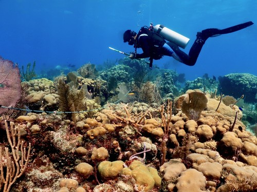 Un buzo inspeccionando un arrecife de coral saludable. Crédito: Lorenzo Álvarez-Filip.