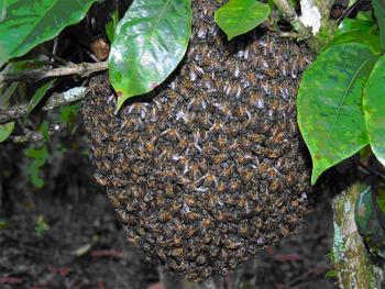 Enjambre de Apis mellifera o abejas de miel africanizadas. (Foto: David Roubik/STRI)