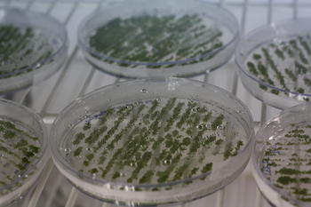 Placas en las que los científicos del Ciale realizan experimentos con los vegetales.