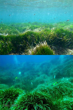 Pradera de Posidonia oceanica en Formentera (Islas Baleares)./ Rachel Sussman-CSIC.