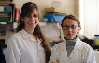 Micaela Sordelli y María Laura Ribeiro analizan los factores que intervienen en la implantación del embrión. Foto: CONICET Fotografía.