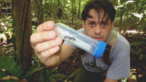 El M.Sc. Bernal Matarrita Carranza durante el proceso de recolección de hormigas bala (Paraponera clavata) en la Estación Biológica La Selva de la OET/UCR