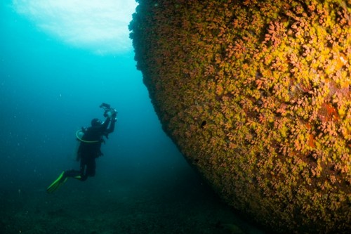 Corales invasores/Agencia Fapesp