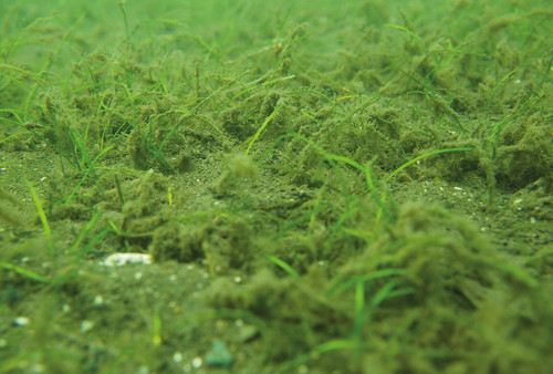 En el mar se forman pastizales subacuáticos que están adheridos a los sedimentos (foto cortesía Jimena Samper).