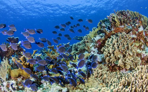 Banco de peces pastando en un arrecife de coral/José Alejandro Alvarez