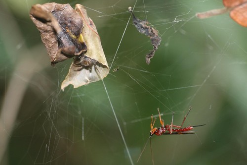 Una avispa preparándose para atacar a una araña/Marcelo O. Gonzaga