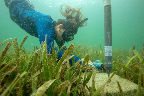  Como parte del proyecto, Lowe contó la cantidad pasto marino por metro en distintos sitios, para relacionar la biomasa fotosintética con los cambios en oxígeno y pH.