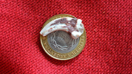 Una pequeña garra del Overoraptor comparada con una moneda/Matías Javier Motta,