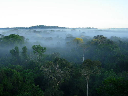 El Amazonas brasileño alberga el 40% de todo el bosque tropical que queda en el mundo. (Foto: Alexander Lees)