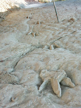 Huellas de dinosaurios de Costalomo. Foto: USAL.