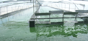 En la foto se muestra una piscina cubierta ubicada en Iquique, en la cual crecen microalgas (FOTO: UC).