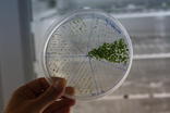 Placa en la que los científicos comprueban el diferente grado de germinación de las semillas en función de los experimentos que realizan.