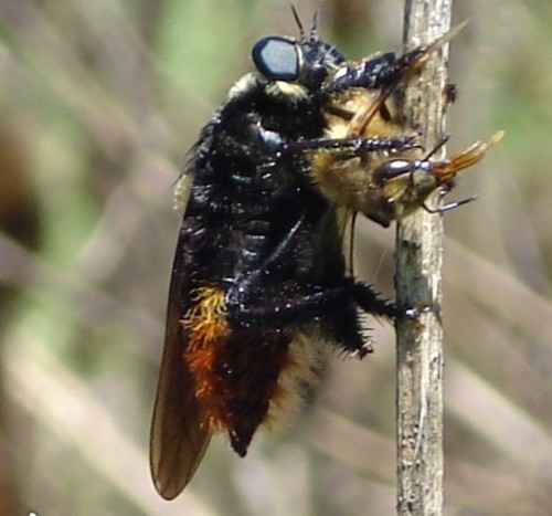 El moscardón cazador de abejas ataca a sus presas cuando salen de la colmena a visitar las flores.  Créditos: José Crespo.