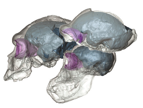 Se han analizado los lóbulos frontales de tres fósiles africanos asociados a especies muy arcaicas del género humano/Beaudet y Bruner
