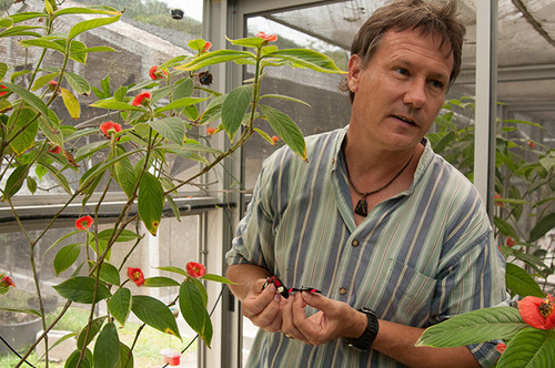 Owen McMillan, científico del Instituto Smithsonian de Investigaciones Tropicales (STRI), sostiene dos mariposas del género Heliconius en los insectarios en Gamboa, Panamá/STRI