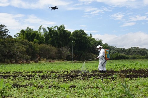 Con un dron se realizan las tomas aéreas para mostrar la aplicación de un producto en una parcela demostrativa de la Estación Experimental Agrícola Fabio Baudrit Moreno/Laura Rodríguez Rodríguez.
