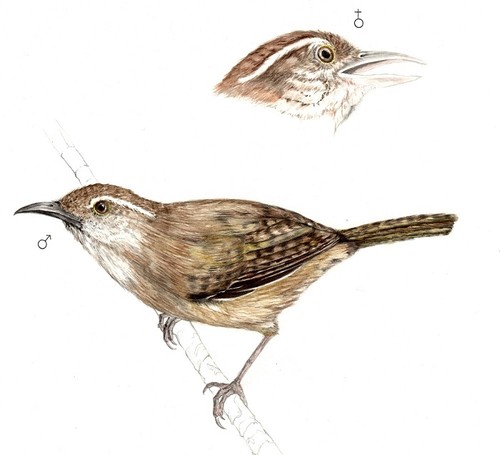 Cucarachero paisa -Thryophilus sernai-, ilustración de Diego Armando Zapata Zapata para el libro 'Aves del Cañón del río Cauca'.