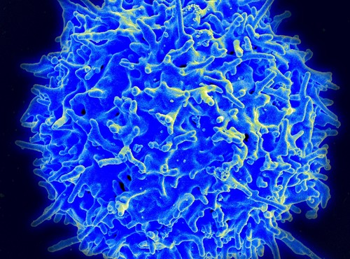 Imagen de micrografía de un linfocito T humano del sistema inmunitario. / NIAID.