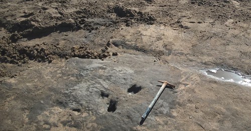 Los investigadores barrieron la arena de la playa para destapar el yacimiento con huellas prehistoricas/Museo Miramar
