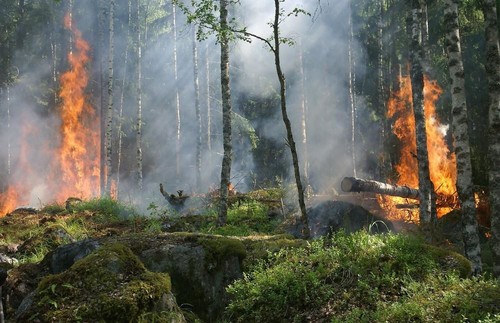 Incendio forestal./UCHILE.
