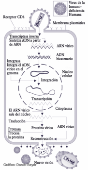 Ciclo del Virus de Inmunodeficiencia Humana (VIH), causante del sida. Gráfico: Daniel Beyer