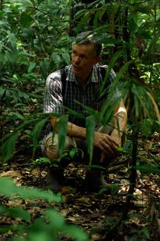 Las enredaderas leñosas conocidas como lianas están aumentando rápidamente en los bosques tropicales (FOTO: STRI).
