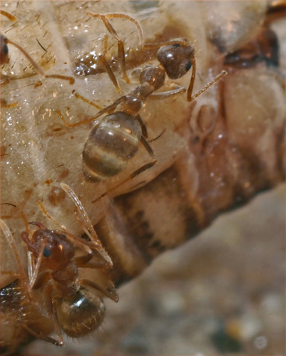 Las hormigas locas de Argentina y de Brasil están provocando daños en los ecosistemas y también en zonas urbanas de Estados Unidos. Se las está estudiando para poder controlarlas.  Créditos: Lawrence Gilbert.