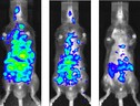  El grado de inflamaciÃ³n en los ratones se midiÃ³ mediante el empleo del IVIS (In vivo imaging system) (imagen: FAPESP) 