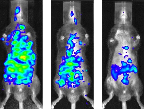  El grado de inflamación en los ratones se midió mediante el empleo del IVIS (In vivo imaging system) (imagen: FAPESP) 
