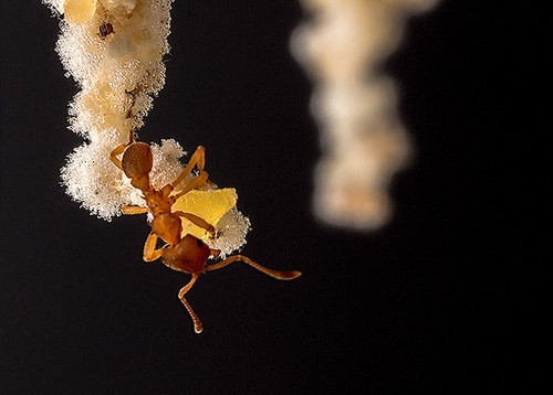 Hormigas cultivadoras de hongos. FOTO: STRI